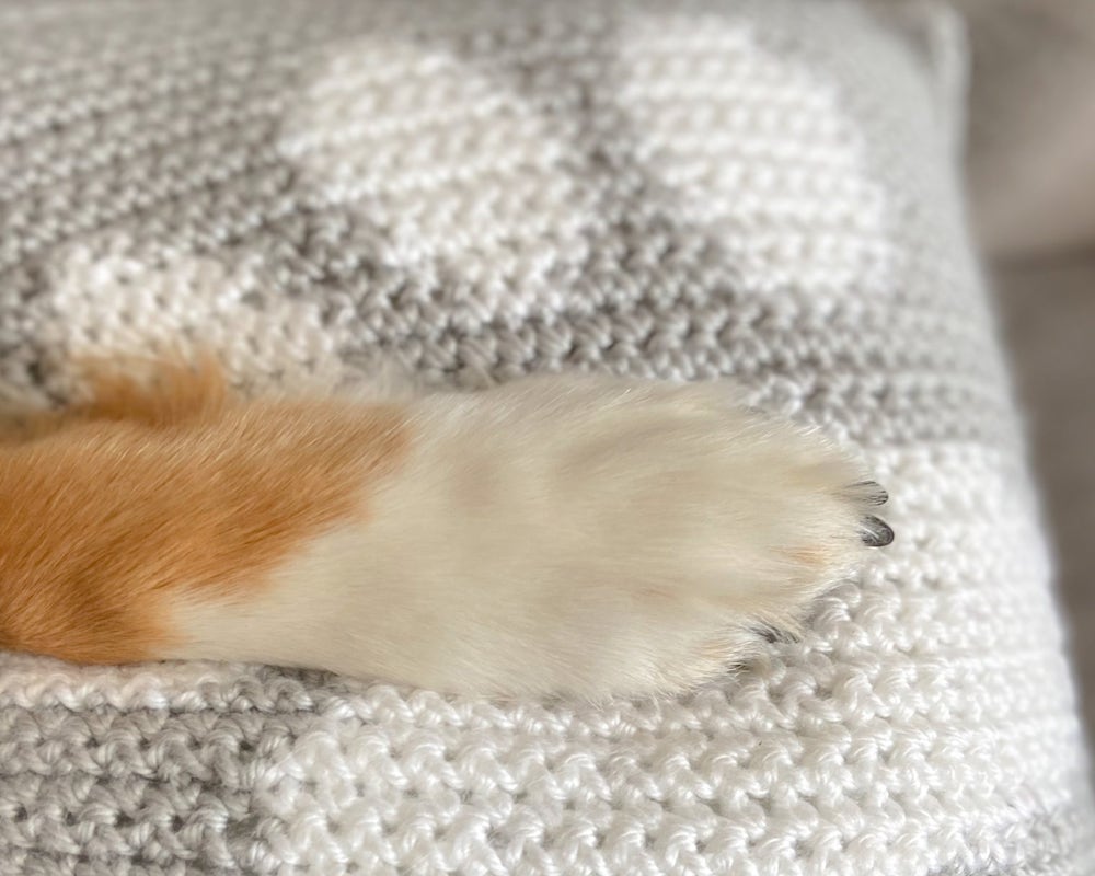 Paw on pillow
