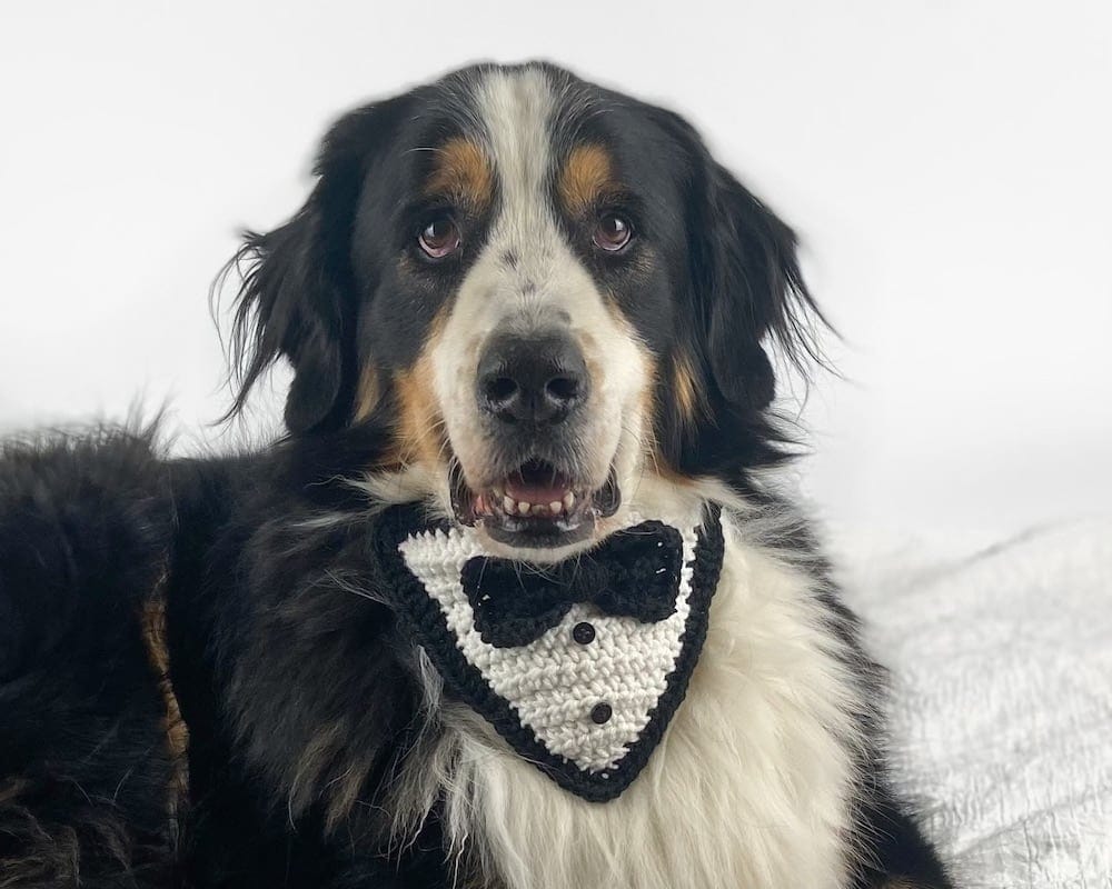 Tuxedo Dog Bandana Crochet Pattern