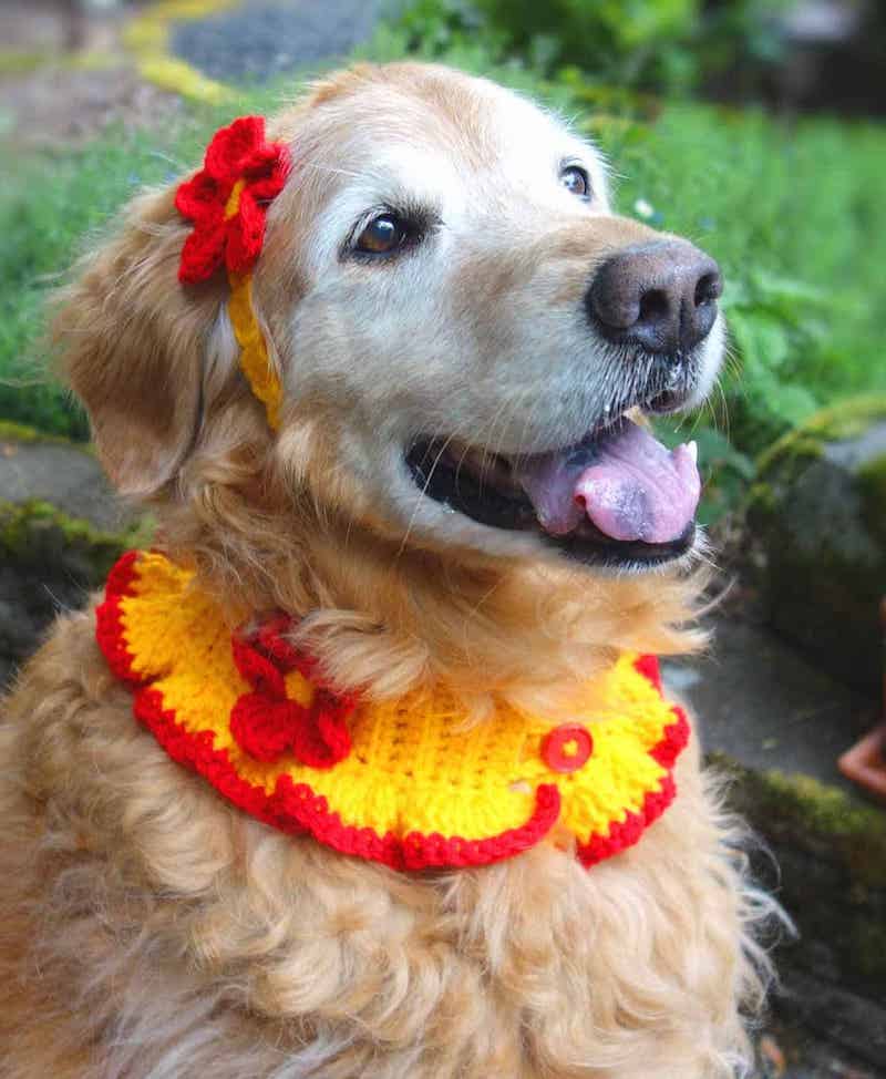Crochet Dog Headband and Collar